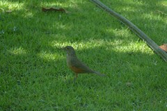 Turdus rufiventris