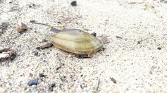 Lampsilis siliquoidea