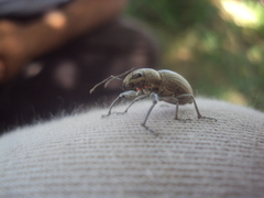 Entiminae