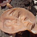 Jelly Tree Ear - Photo (c) pinonbistro, some rights reserved (CC BY-SA), uploaded by pinonbistro