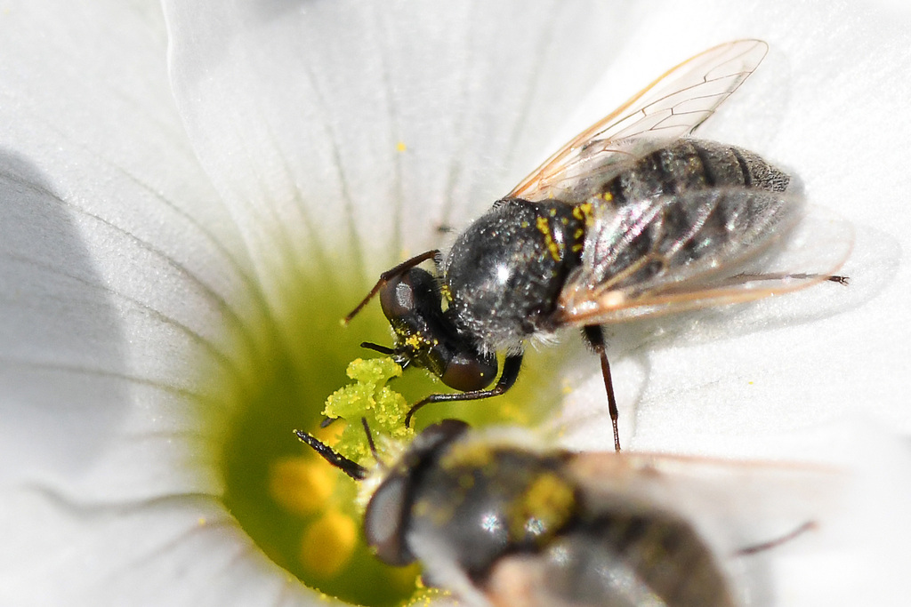 Hyperusia