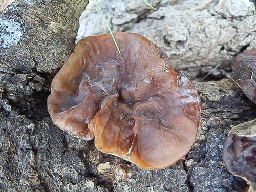Jelly Tree Ear