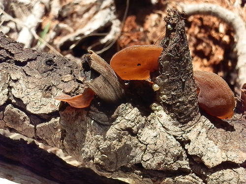 Jelly Tree Ear