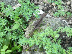 Anolis lineatopus