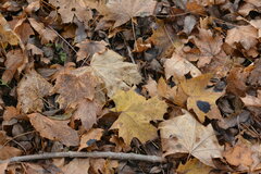 Acer platanoides
