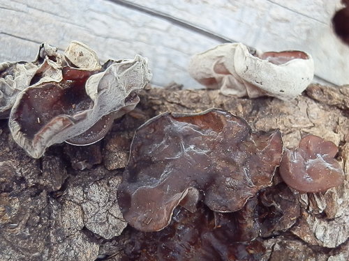 Jelly Tree Ear
