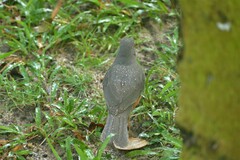 Turdus rufiventris