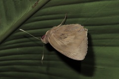 Erionota torus