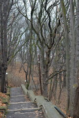 Acer platanoides