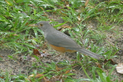 Turdus rufiventris