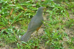 Turdus rufiventris
