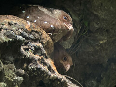 Steatornis caripensis