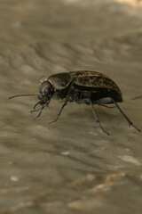 Somaticus