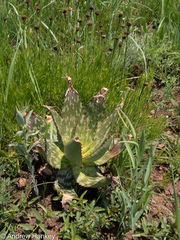 Aloe greatheadii davyana