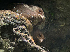 Steatornis caripensis