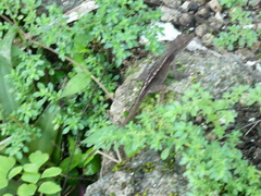 Anolis lineatopus