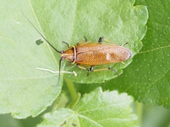 Ellipsidion humerale