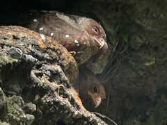 Steatornis caripensis