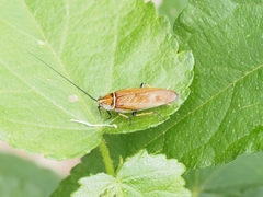 Ellipsidion humerale