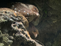 Steatornis caripensis