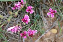 Indigofera meyeriana