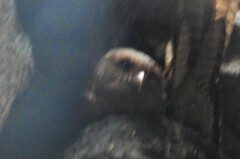 Steatornis caripensis