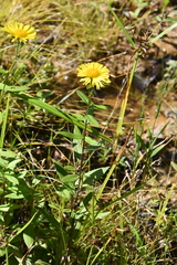 Inula japonica