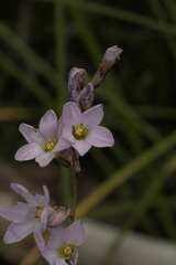Ixia rapunculoides