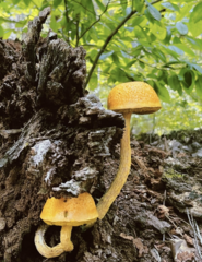 Retiboletus ornatipes