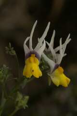 Nemesia cheiranthus