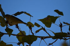 Phylloscopus collybita