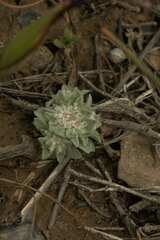 Lasiopogon