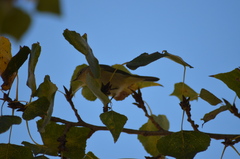 Phylloscopus collybita