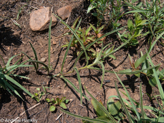 Hibiscus microcarpus