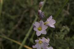Ixia rapunculoides