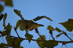 Phylloscopus collybita