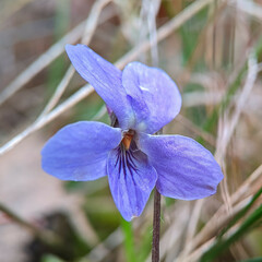 Viola hirta