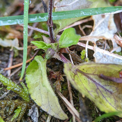Viola hirta