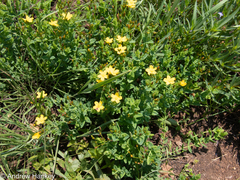 Hypericum aethiopicum