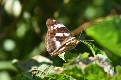 Argynnis sagana