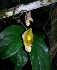 Aristolochia rethyae