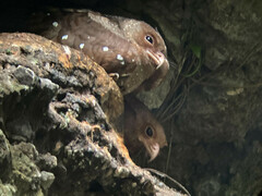 Steatornis caripensis