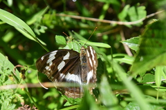 Argynnis sagana
