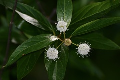 Cephalanthus glabratus