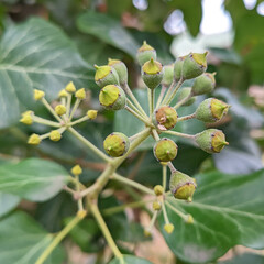 Hedera helix