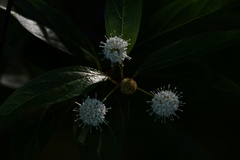 Cephalanthus glabratus