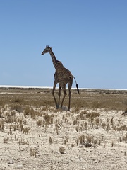 Giraffa camelopardalis angolensis