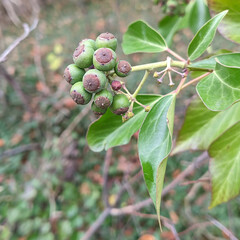 Hedera helix