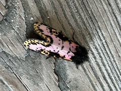 Xanthopastis regnatrix