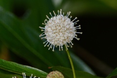 Cephalanthus glabratus